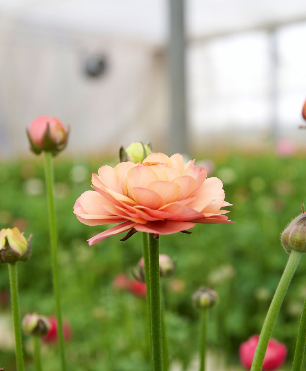 tomokijoko's tweet photo. 毎年恒例の雪の中を超えて、花畑へ！ https://t.co/TuSRSc5wRP