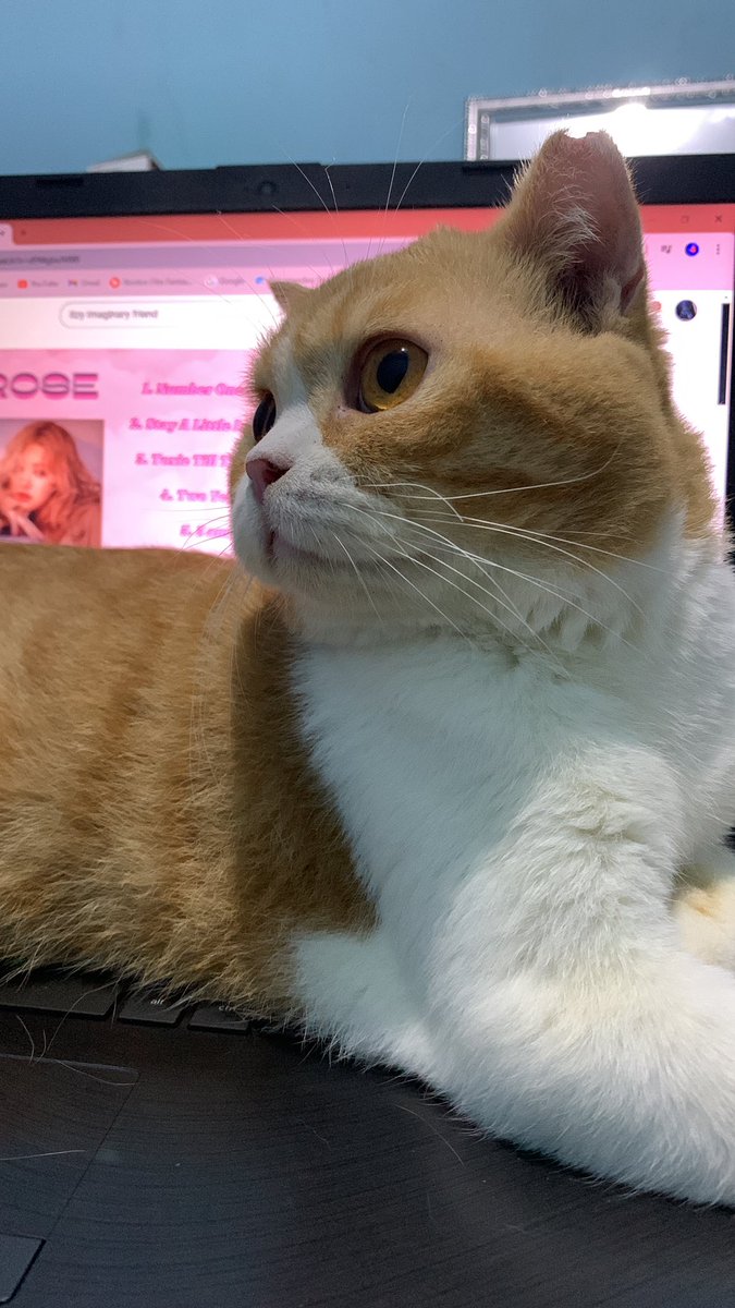 evesst_i's tweet photo. @kochengfs Anak bantet ku yang ini juga sering dibilang kucing kampung nder🥹 https://t.co/xhnTYOiZnv
