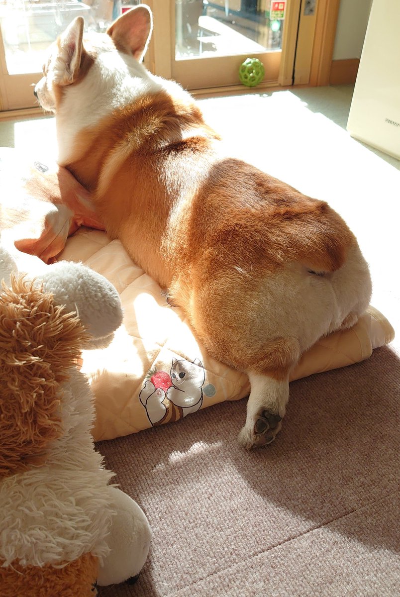 peachice20111's tweet image. もっちり💞もっちり💞

#コーギー
#WelshCorgi
#Corgi