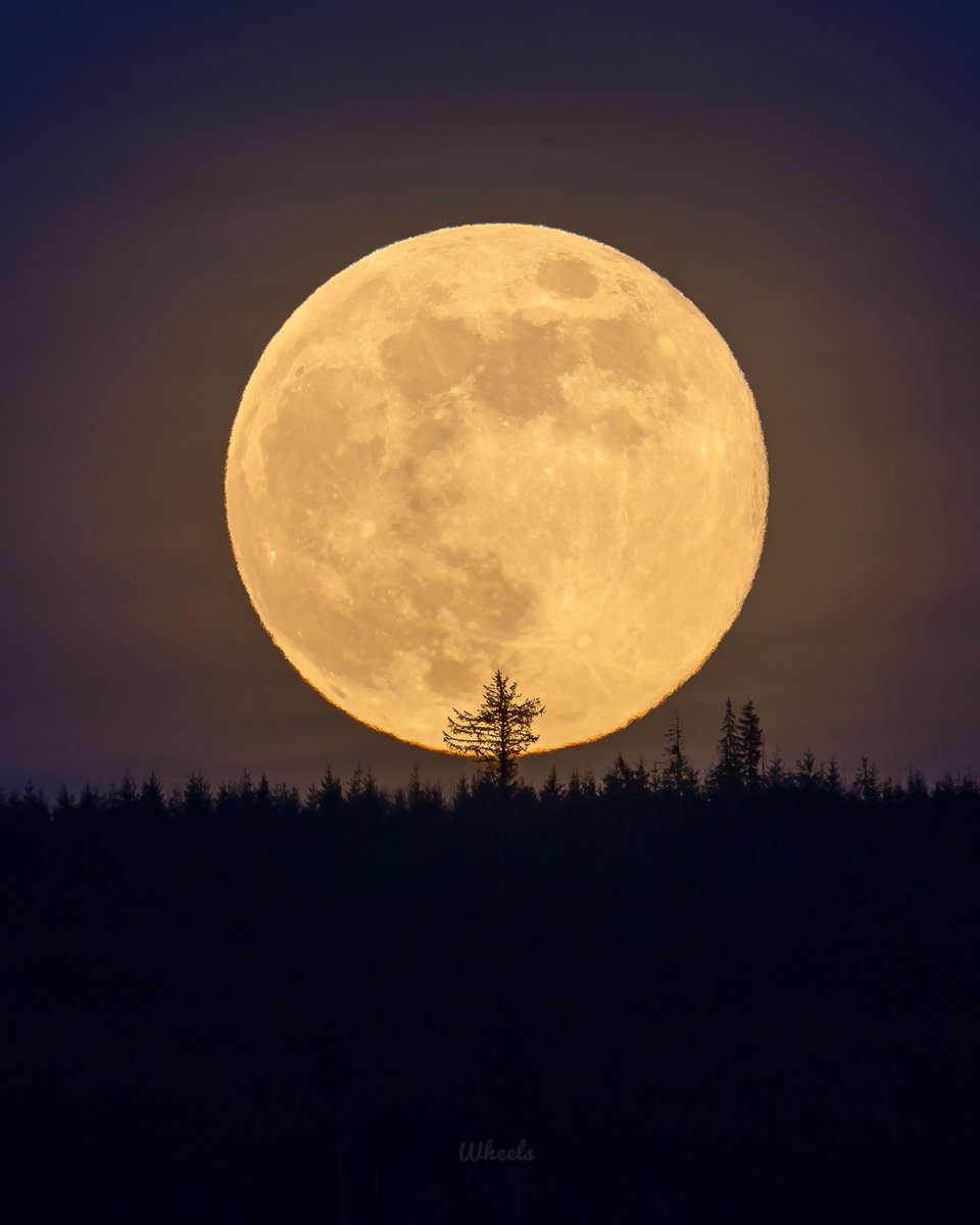 wheeler244's tweet photo. Watching the old growth under this Wolf Moon was amazing. I wasn’t quite sure if i actually got the shot with the 🌲 but after shooting, i found it 🌕 #pnw #wawx #moon https://t.co/0P0gcjfjGF