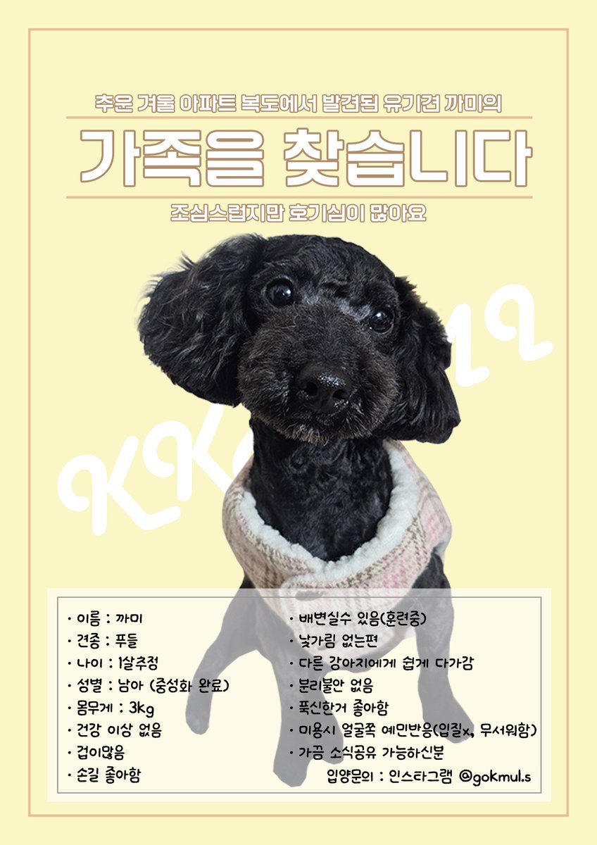 FF14_kudzu's tweet photo. 유기견을 임시보호 하고있습니다.
새 가족을 찾아요 : )
견종 :  푸들
나이 : 1살추정
성별 : 남아(중성화 완료)
몸무게 : 3Kg https://t.co/BQwlKaFavw
