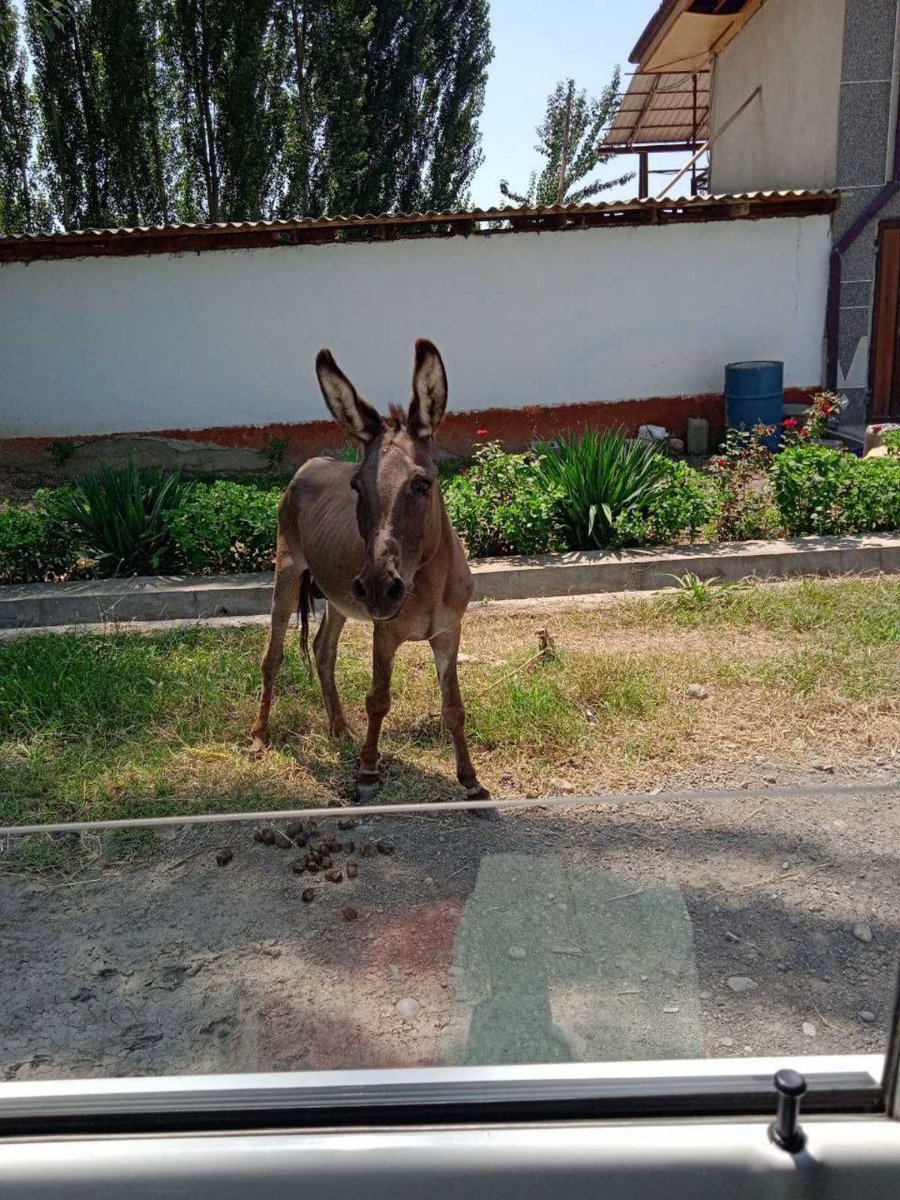 Abdunosir Xaliqov (@axaliqov80950) on Twitter photo 