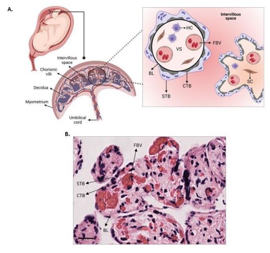 MPs_MDPI's tweet photo. 🌻🌻Welcome to read the paper by Ana María Vásquez et al. | Assessment of the Integrity and Function of Human Term Placental Explants in Short-Term #Culture
👉https://t.co/RiPKYOul7F
#placenta #explantculture #histologicalanalysis #invitro #model https://t.co/uRI8B12Wvi