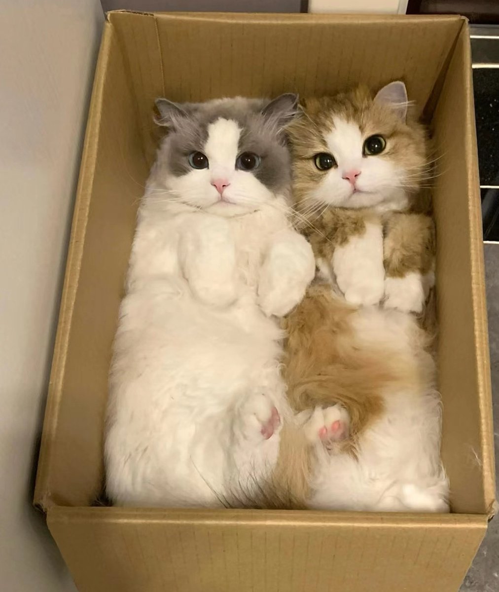 AhleyJim's tweet photo. Hi, my BB.#Caturday #CatsOfTwitter https://t.co/wVok3tBBBH