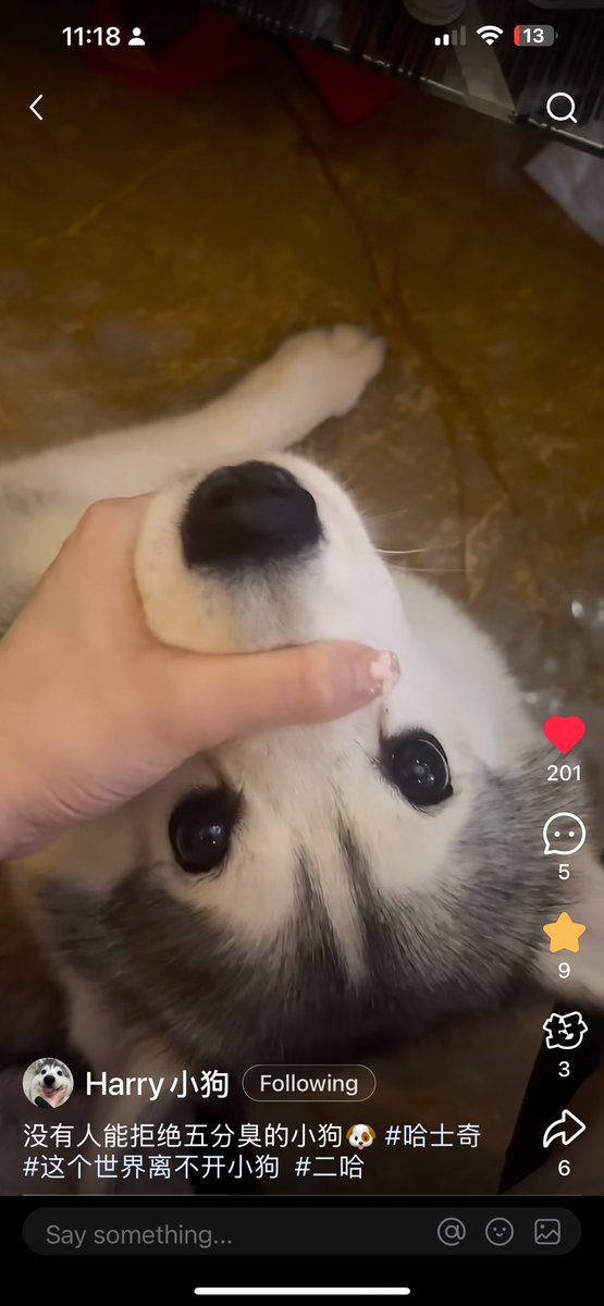 Athena147443035's tweet photo. The cutest dog I found on the RedNote

#RedNote #rednote https://t.co/9ASazfUodh