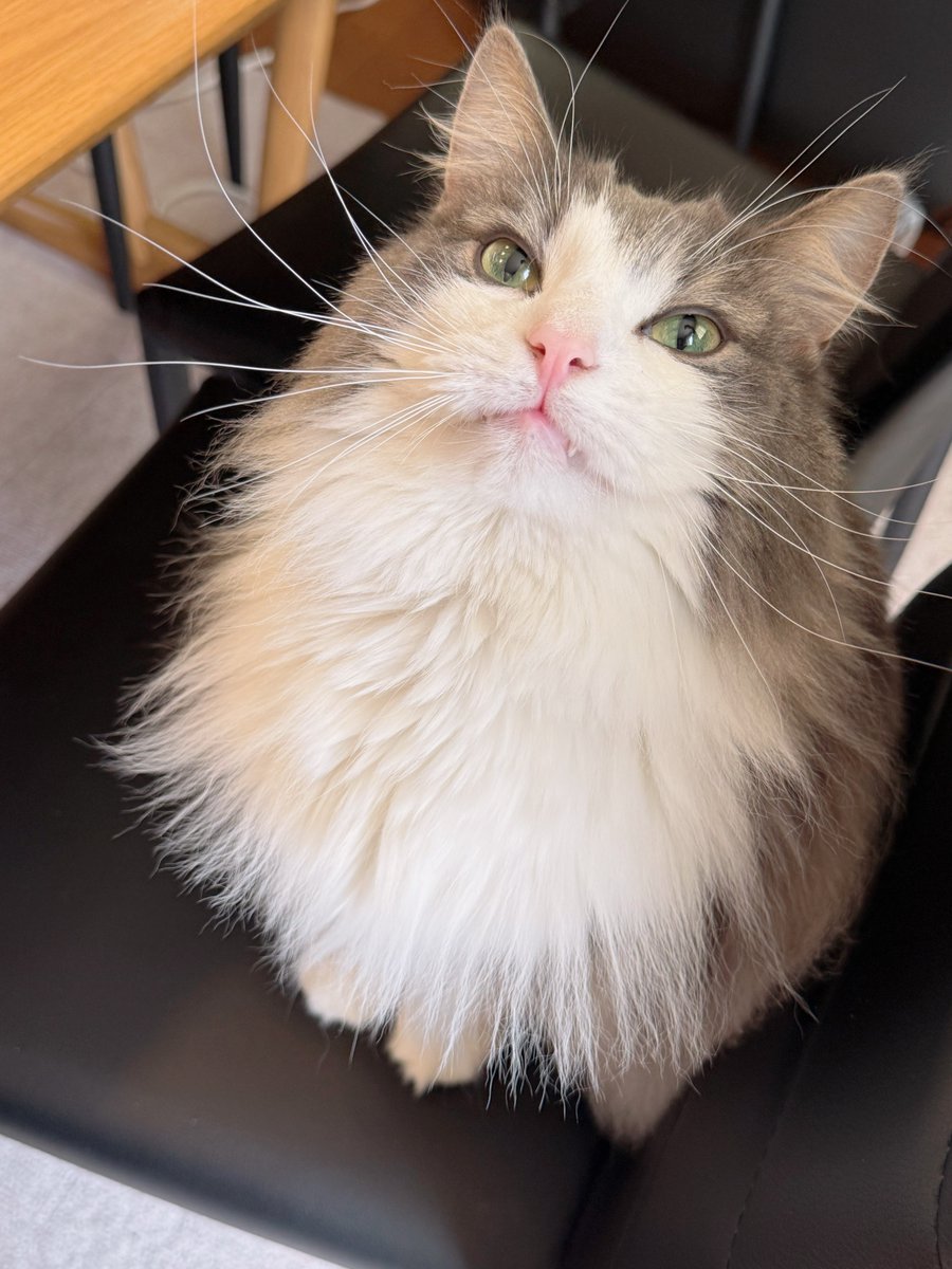 画像長押しで4K(4毛)のムナゲを体感