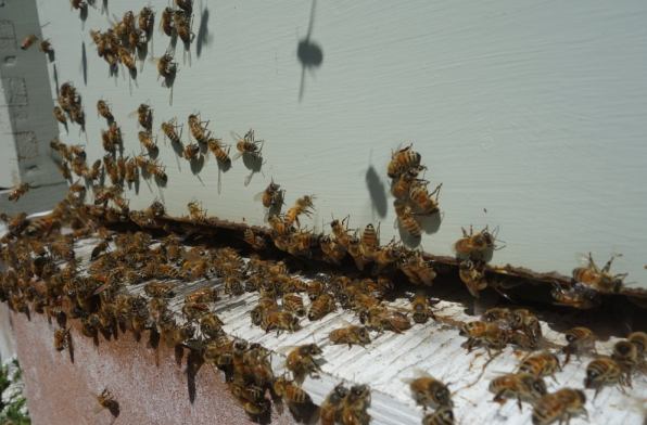 ellieremedycare's tweet image. Robber bees howtogettingridofbees.com/about-robber-b…  can devastate your hive by stealing honey and resources. Learn effective strategies to protect your bees and keep your hive safe from intruders. 
#BeekeepingTips #HiveProtection #RobberBees #bee