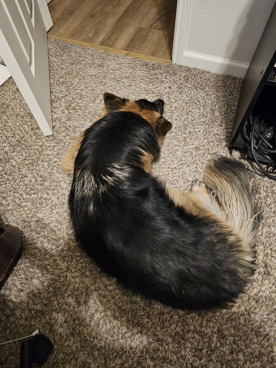 It's so weird you can adopt a dog and she just lives with you now.