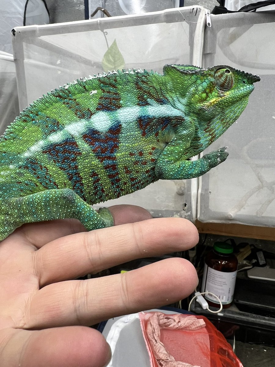 ヒ*ロ様 ☘️ スペシャルイベント☘️ラスト2☘️371 ❤️超希少【カメレオン 爬虫類倶楽部中野本店 本アカウント on X