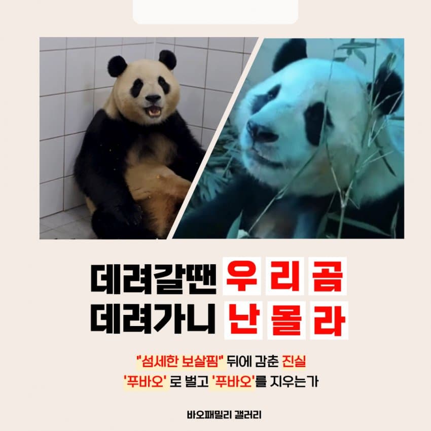 alicej282's tweet photo. 푸바오 당장 공개하라 도대체 무슨일이냐 꿍꿍이가 뭐야!!!!
#푸바오
#푸바오를당장공개하라 https://t.co/9Qo2sc0H2C