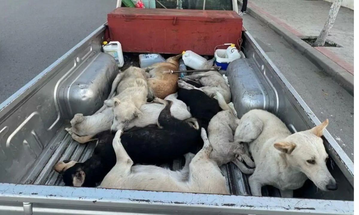 thetatvaindia's tweet photo. Morocco plans to kill 3 million dogs ahead of FIFA World Cup
#Morocco #FIFAWorldCup https://t.co/G7WTwBD4Ad