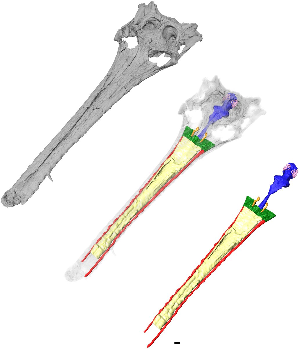 pdmannion's tweet image. New paper led by former @ucl undergraduate @palaeocarly (now @GeosciencesEd) + @ES_UCL PhD student @palaeoburke on the internal cranial anatomy of the Paleogene crocodylian Argochampsa, with an evaluation of salinity tolerance in extinct crocodyliforms doi.org/10.1111/joa.14…