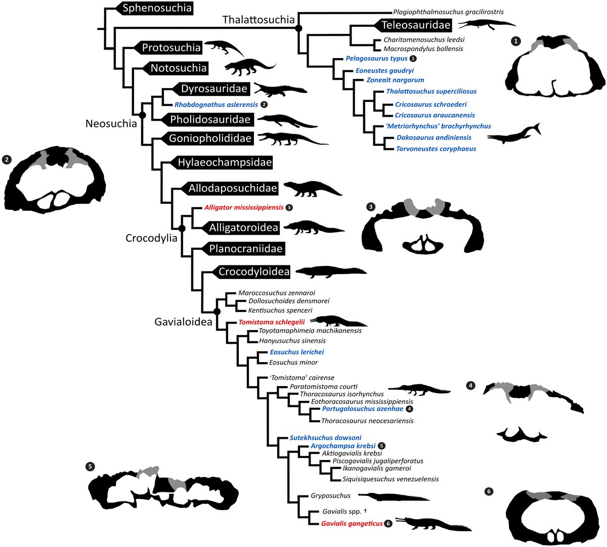 Phil Mannion (@pdmannion) on Twitter photo New paper led by former <a href="/ucl/">UCL</a> undergraduate <a href="/palaeocarly/">Carly Pligersdorffer</a> (now <a href="/GeosciencesEd/">School of GeoSciences @ University of Edinburgh</a>) + <a href="/ES_UCL/">EarthSciences UCL</a> PhD student <a href="/palaeoburke/">Paul M. J. Burke</a> on the internal cranial anatomy of the Paleogene crocodylian Argochampsa, with an evaluation of salinity tolerance in extinct crocodyliforms doi.org/10.1111/joa.14… New paper led by former <a href="/ucl/">UCL</a> undergraduate <a href="/palaeocarly/">Carly Pligersdorffer</a> (now <a href="/GeosciencesEd/">School of GeoSciences @ University of Edinburgh</a>) + <a href="/ES_UCL/">EarthSciences UCL</a> PhD student <a href="/palaeoburke/">Paul M. J. Burke</a> on the internal cranial anatomy of the Paleogene crocodylian Argochampsa, with an evaluation of salinity tolerance in extinct crocodyliforms doi.org/10.1111/joa.14…