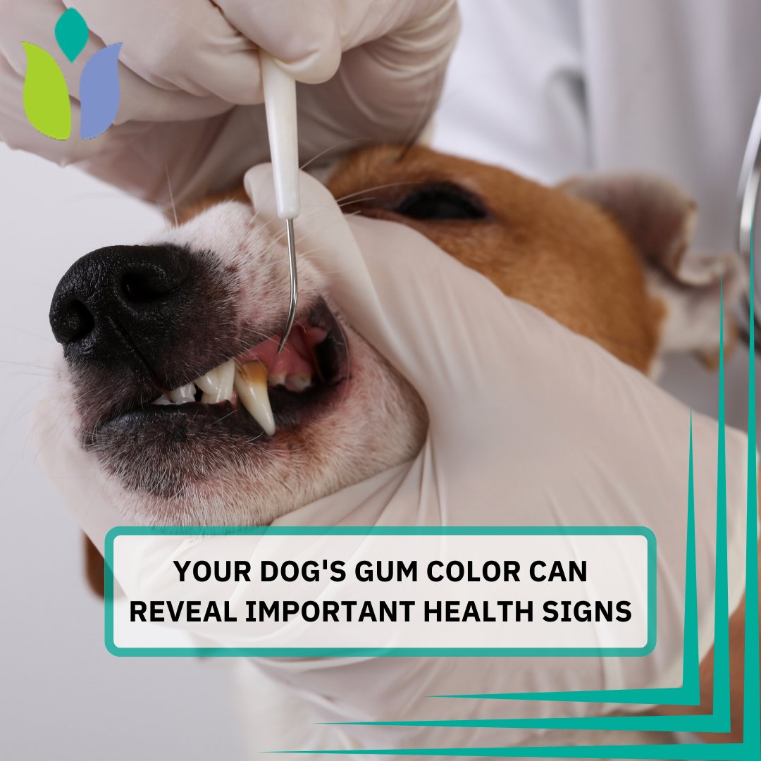CIFamilyDental's tweet image. Did you know dogs can have black patches on their gums naturally?

It’s totally normal, just keep an eye out for any sudden changes! 🐾🖤
.
.
Visit 👉 cidentist.com For more info and dental tips!
.
.
#DogHealth #HealthyGums #FunFac