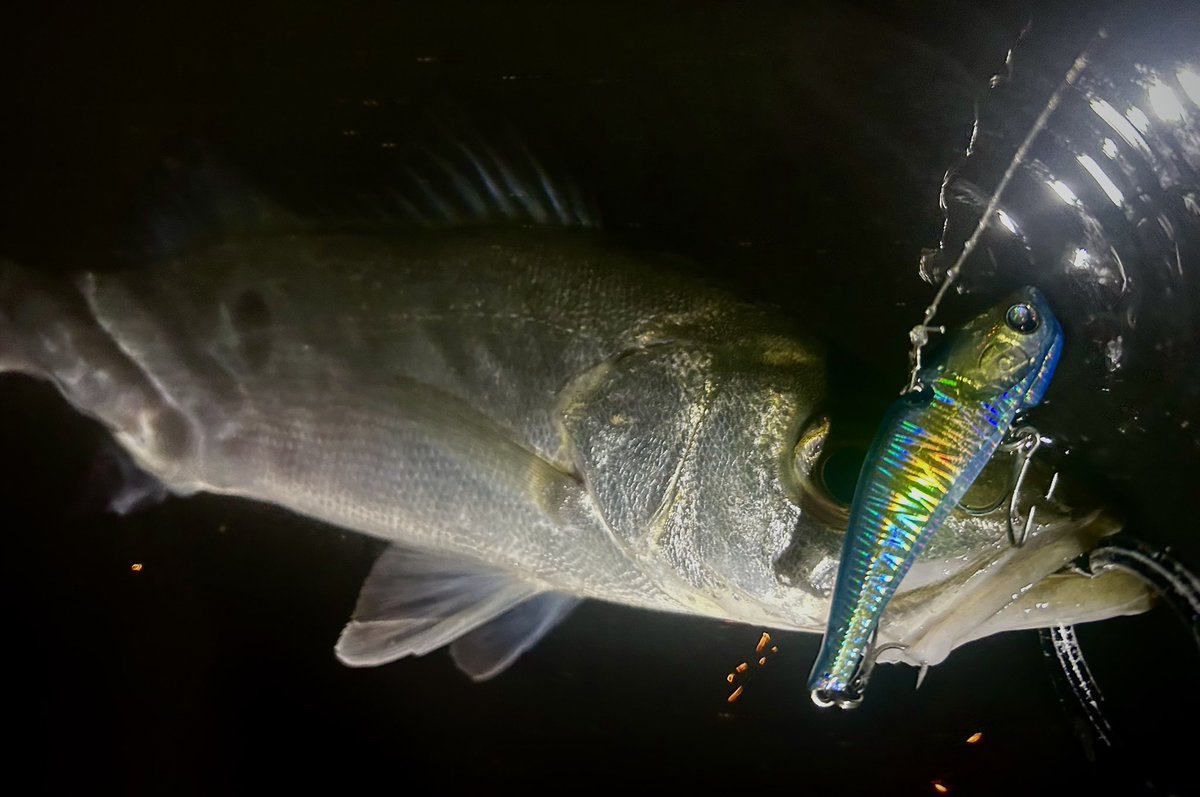 512Fuki's tweet image. 真冬の明暗ボトムコロコロゲーム🎣
#乱牙65 
#ヨレヨレミニ 
pr