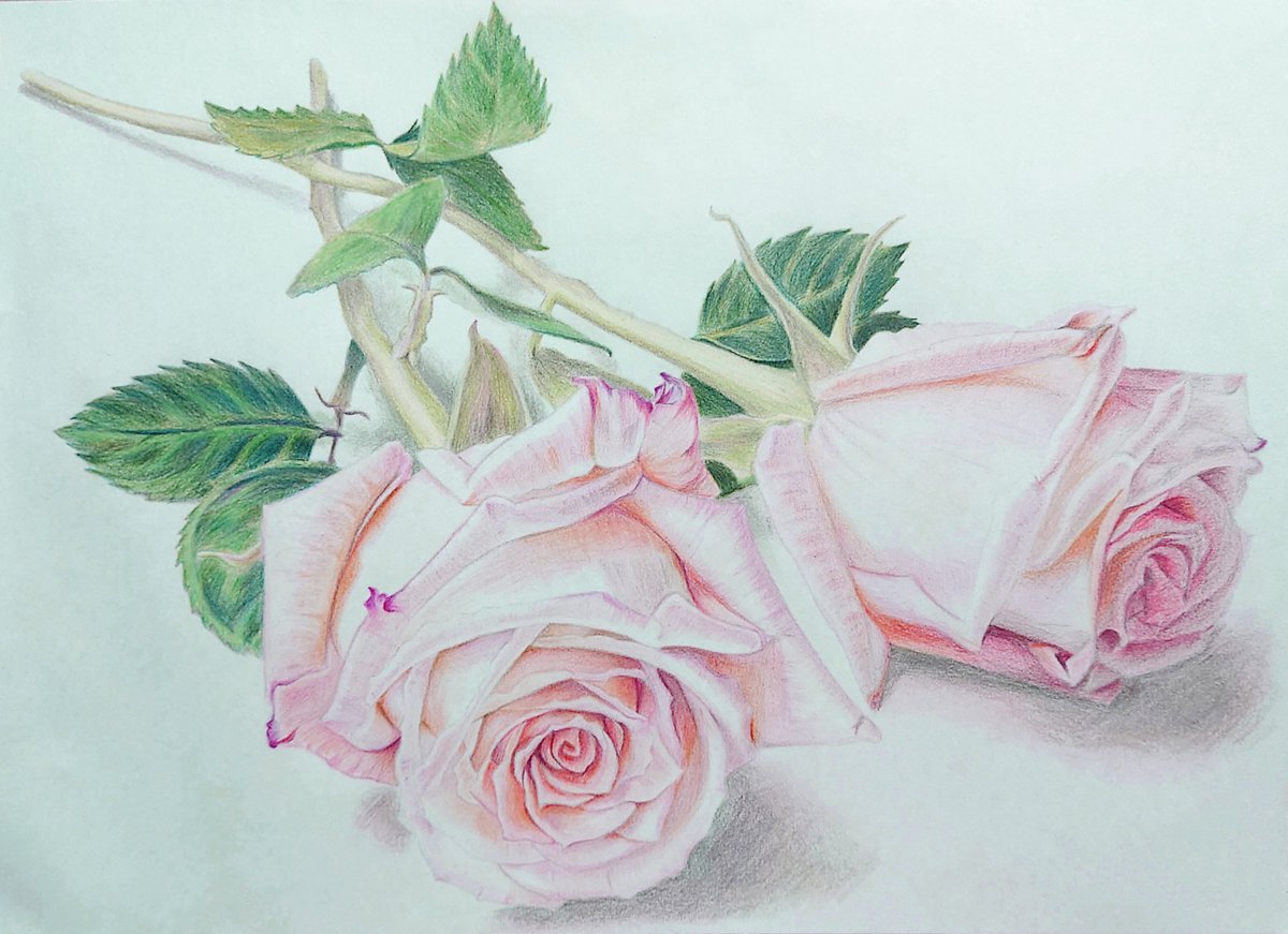 mai_sirius's tweet photo. やっと完成！☺️✨
村松薫さんの本「あなたにも描ける、本物のように美しい色鉛筆画」を参考に、本にあった線画もお借りして描きました！

こんなに時間がかかるとは思わなかった💦
薔薇、綺麗に描けるようになりたいので、もっともっと練習ですね！

#色鉛筆画 
#ファーバーカステル 
#ポリクロモス https://t.co/XHxRIDmIYz
