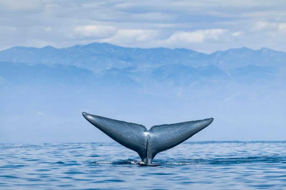 Ein Team des Senckenberg Biodiversität und Klima Forschungszentrums, des LOEWE-Zentrums für Translationale Biodiversitätsgenomik und der Universität Frankfurt hat neue genetische Erkenntnisse zur Evolution des Blauwals gewonnen.
doi.org/10.1111/mec.17…

Foto: Adam Ernster