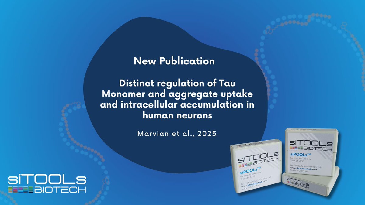 New research highlights distinct mechanisms regulating Tau monomer and aggregate uptake in human neurons, shedding light on neurodegenerative processes. Using siPOOLs for gene knockdown, this study offers deeper insights into Tau pathology. Read more: buff.ly/3DTQbAl