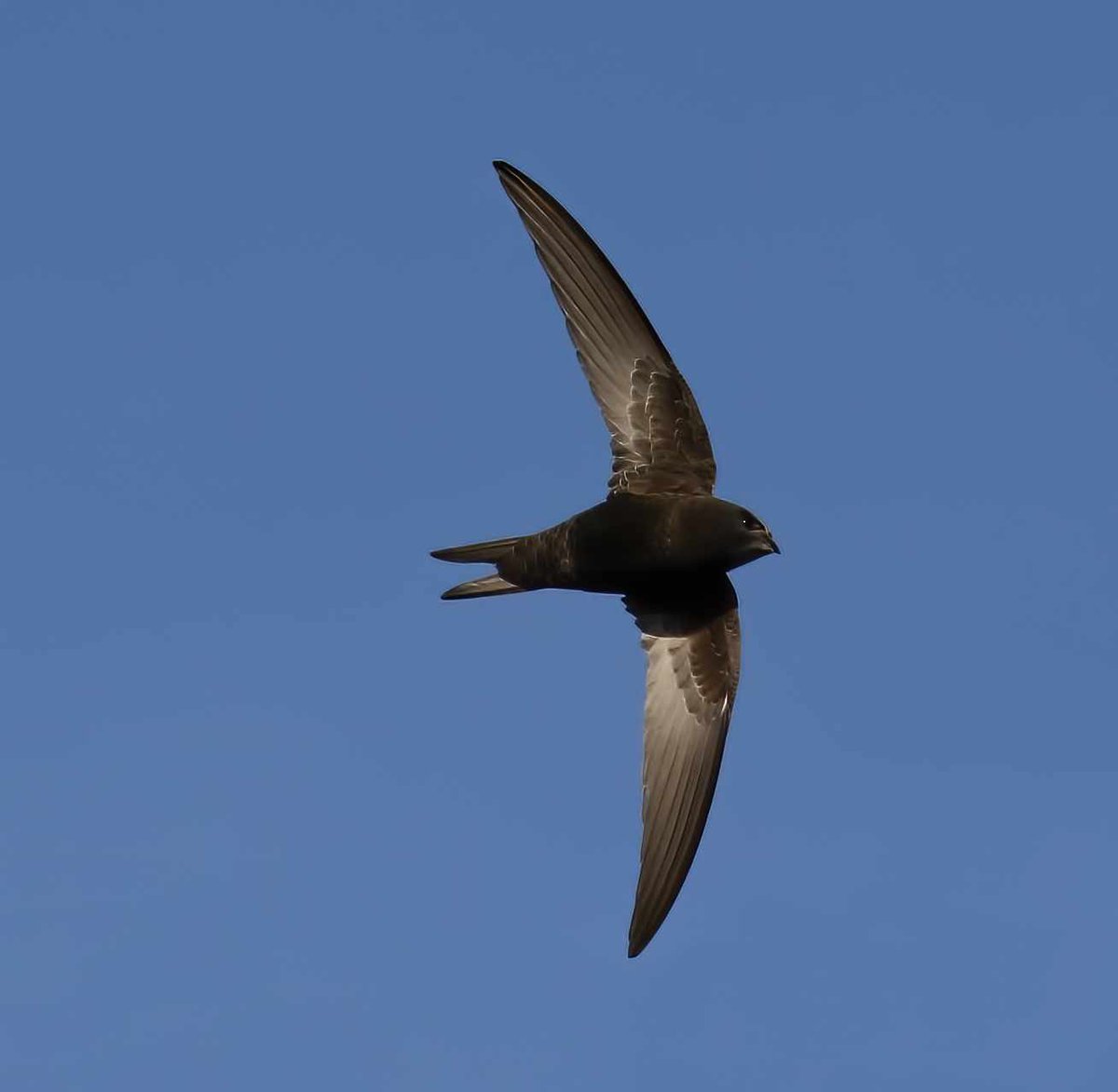 Swift Awareness Week tweet media