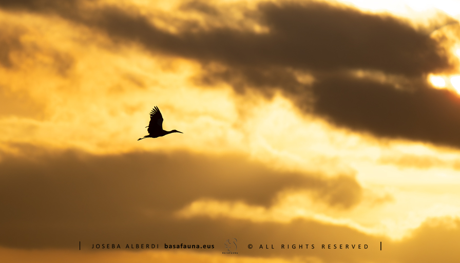 Zikoin zuria nahiz eta hegazti ezaguna izan, morfologi eta tamainu egokikoa da urrutitik ikusteko. Iluntze aurretik dauden amaiera kolore dotoreek ikuskizuna hobetzen badute, galdu ezineko momentua uzten dizute.
#zikoina #ciguena #whitestork #basafauna #tablasdedaimiel