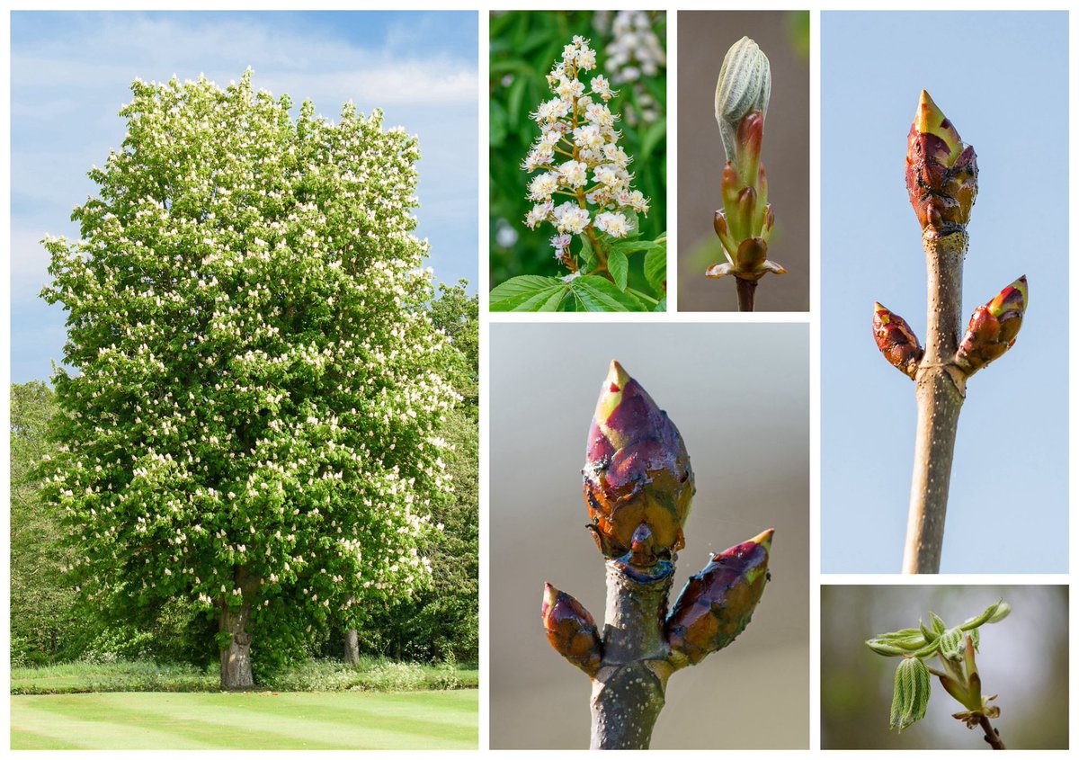 Have you ever wondered why Horse Chestnut buds are so sticky? Well the story goes that the Fairy King caught a naughty gnome smearing glue where he shouldn’t, so forevermore he was tasked with painting the buds with his glue to protect them through the #winter! #FolkloreThursday