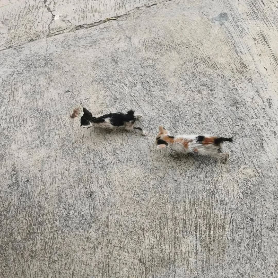5diti2368fjfgjj's tweet photo. ‼️💔Can't complain about my life when there are little beings digging for scraps at garbage dumps💔

Your support and donations means the world to the poor kitties friends, donate today to a hungry berry🥺🥺🙏🙏🙏

#poorcat #streetcat #strayanimals #animallovers #sharingiscaring https://t.co/WJ9jzC8ouG