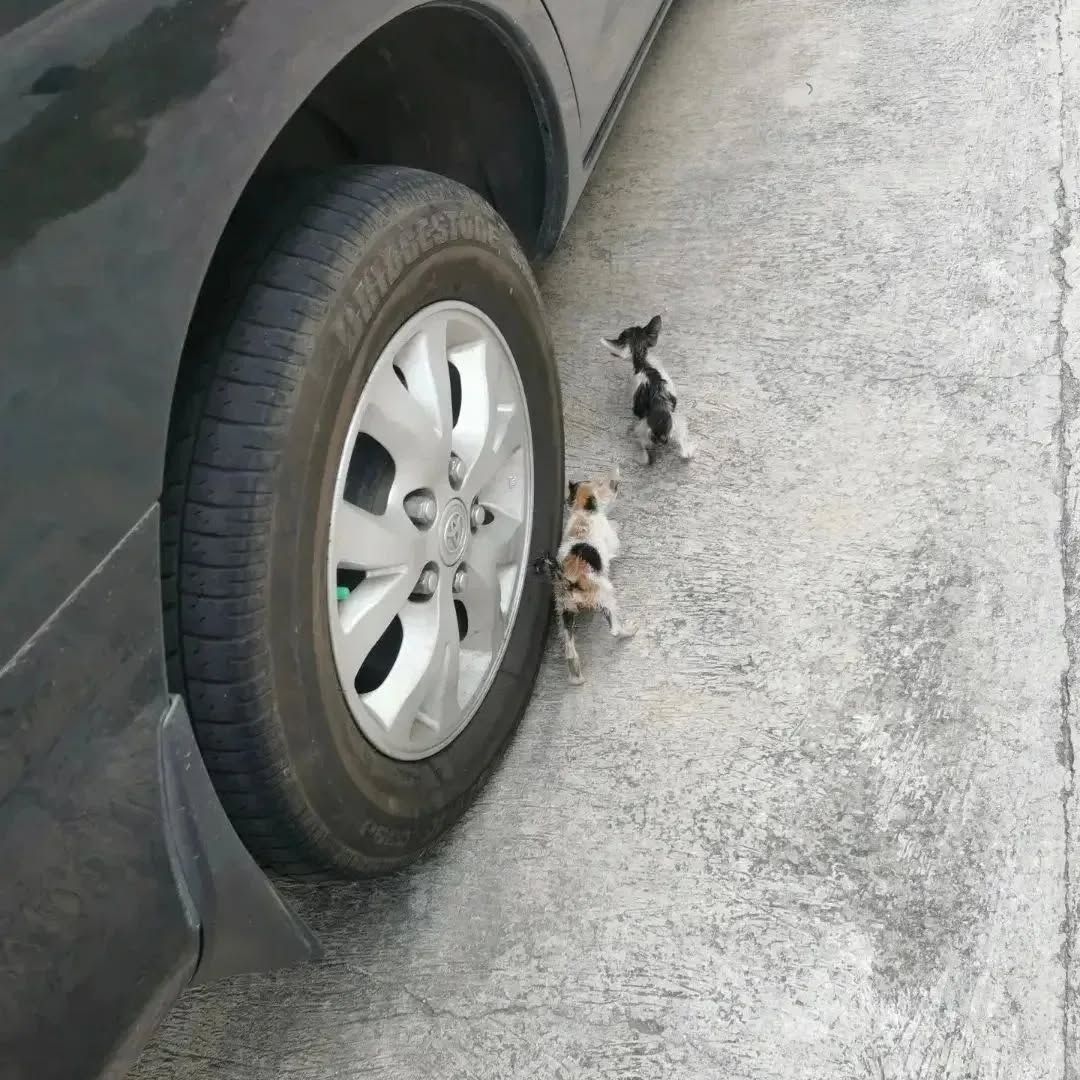 5diti2368fjfgjj's tweet photo. ‼️💔Can't complain about my life when there are little beings digging for scraps at garbage dumps💔

Your support and donations means the world to the poor kitties friends, donate today to a hungry berry🥺🥺🙏🙏🙏

#poorcat #streetcat #strayanimals #animallovers #sharingiscaring https://t.co/WJ9jzC8ouG