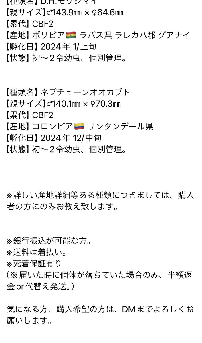 Kakemaru0127's tweet photo. 【※余品販売※拡散希望※】

余品販売ポスト、失礼します😌
全て幼虫になりますが、気になる方は、是非DMまでよろしくお願い致します。

各種類の種親♂画像を、リプ欄に追加で載せますので、参考にご参照ください‼︎

（※エクアとモリシマイはかなり良い血筋ですので、オススメです‼️） https://t.co/0WgRGI4TyW