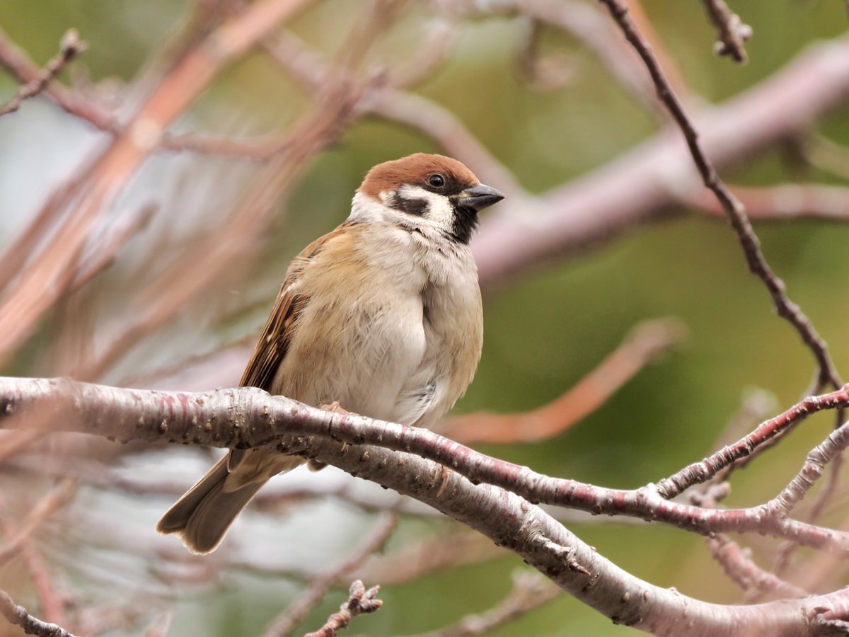 backyard822's tweet image. 普段はほとんど撮ることのないスズメ
花の少ないこの時期、自ずと鳥の出番が増えます
#bird #スズメ #nocrop