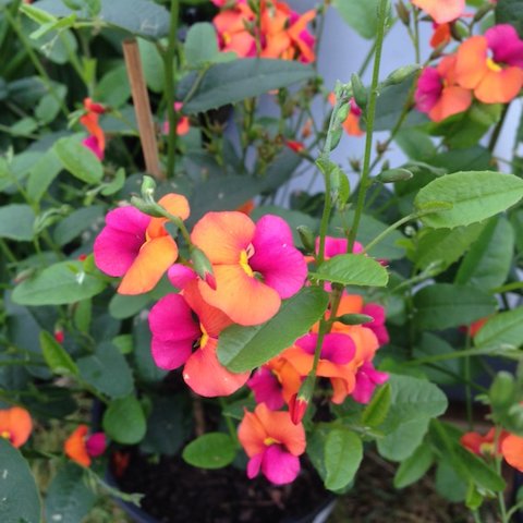TexanInOz's tweet photo. Chorizema cordatum the Heart-Leaf Flame Pea is native to the SW of Western Australia and is a member of the bean family #Fabaceae. love the color combo on this plant, look at the magenta and orange!
#OzPlants #AusNative https://t.co/44WF3yjaSR