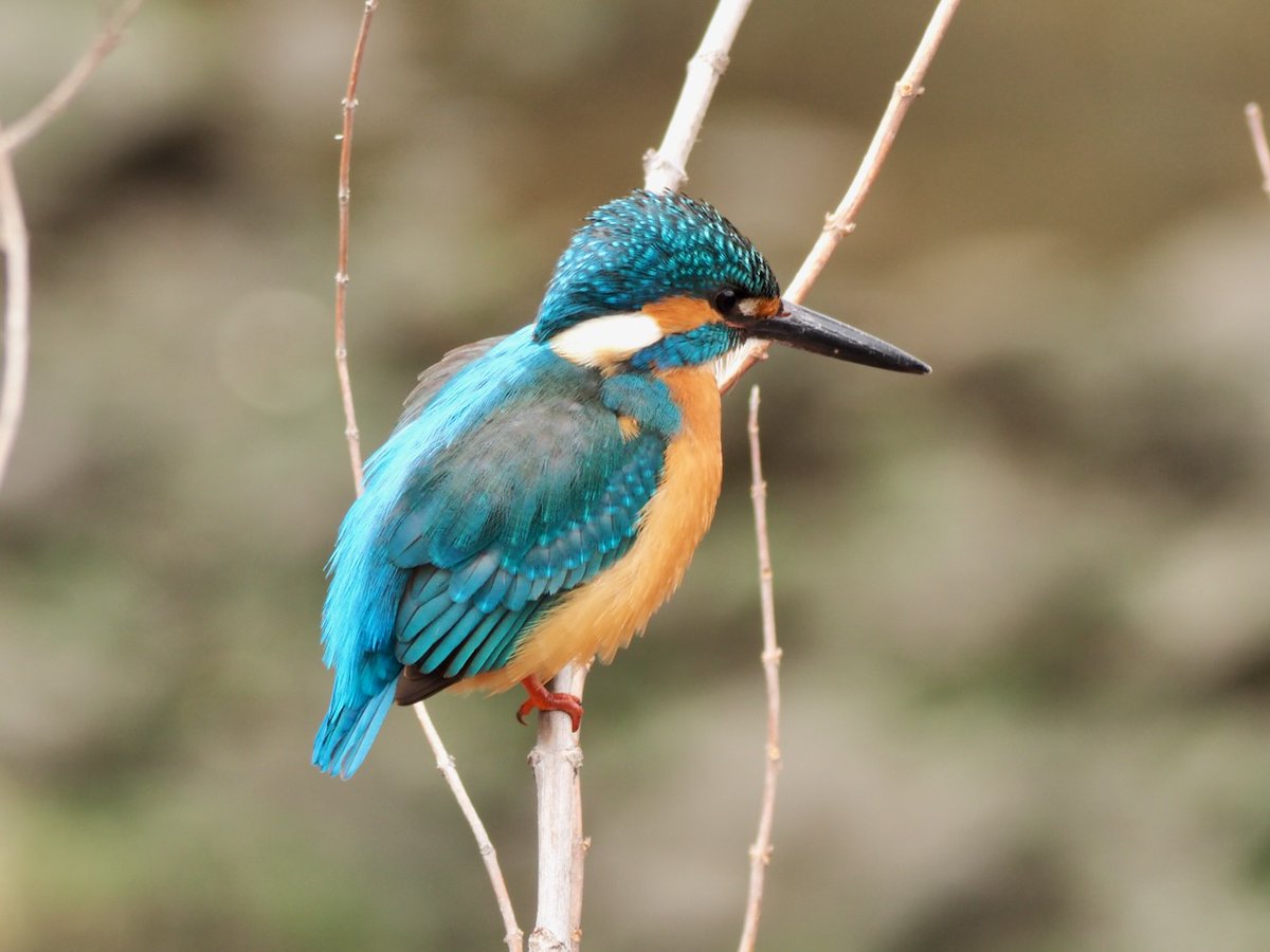 backyard822's tweet image. カワセミ
#bird #カワセミ #nocrop