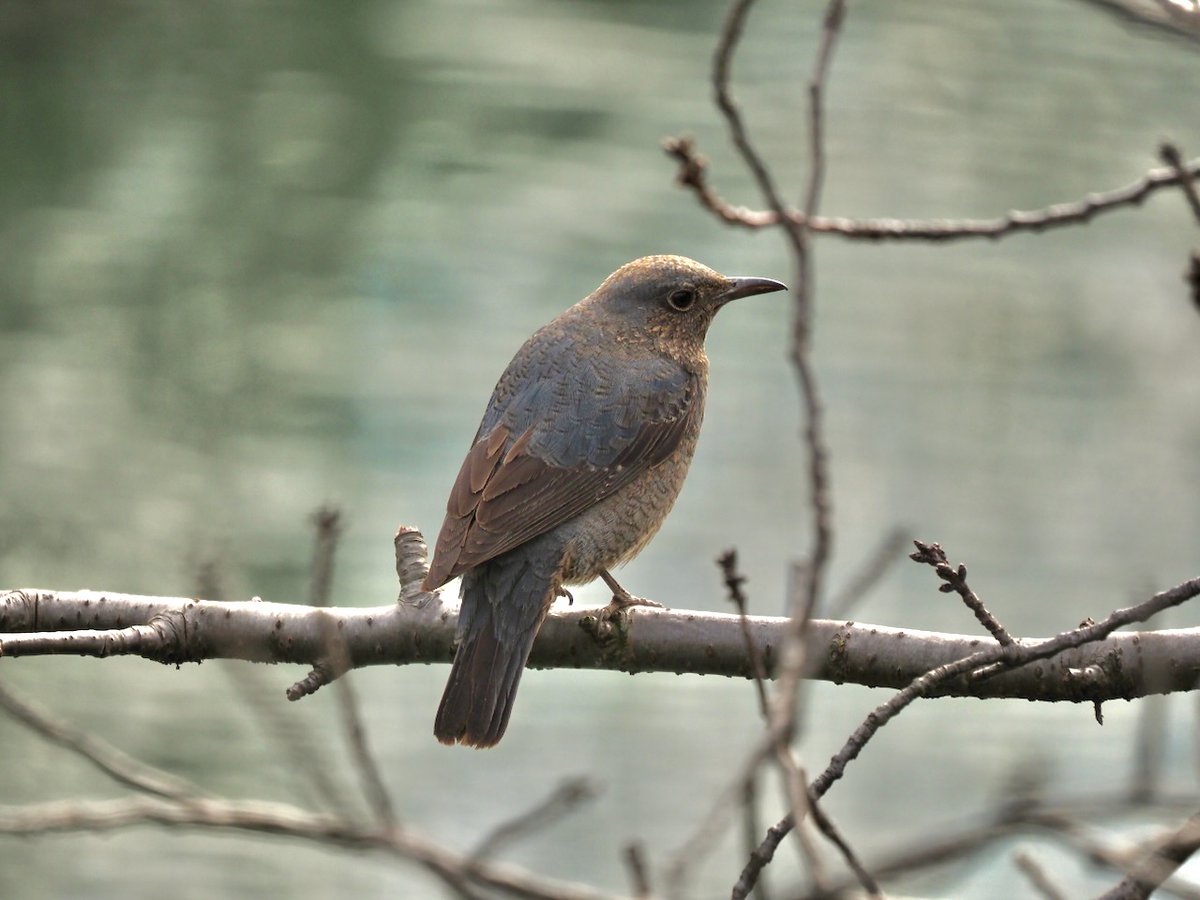 backyard822's tweet image. イソヒヨドリ
#bird #イソヒヨドリ #nocrop