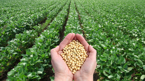 SupplyChayn's tweet photo. Soybean Production Down, Prices Steady: USDA Report

Washington D.C. – The USDA released its latest Crop Production report, revealing a downward revision to the 2024 U.S. soybean production estimate. Lower yields and harvested acreage contributed to this 95 million bushel decrease, bringing the total to 4.36 billion bushels. Despite this adjustment, the seasonal average soybean price is projected to remain unchanged at $10.20 per bushel.

The report also highlighted global challenges, with reduced oilseed production forecasts for several key countries. Lower rapeseed yields in India, Russia, and Uruguay, coupled with decreased soybean production in Russia and China, contributed to this decline. However, increased sunflowerseed production in Russia and higher cottonseed output in China and Australia partially offset these losses.

Domestically, U.S. soybean crush for the first quarter of the 2024/25 marketing year (September-November) surpassed the previous year by 6%, reaching 612.3 million bushels. This strong performance, driven by record-high daily crush volumes in November, has led to increased soybean meal and oil production forecasts.

U.S. soybean oil exports are projected to increase significantly, driven by lower world supplies of palm oil, rapeseed oil, and sunflowerseed oil, making U.S. soybean oil more competitive in the global market.

The report also provided updates on other oilseeds. Canola production is reduced due to lower yields, while sunflowerseed production faces significant declines due to lower harvested acreage and yields.

Globally, oilseed crush is forecast to increase due to higher soybean, cottonseed, and sunflowerseed crush, partially offset by lower rapeseed crush. This increased crush activity will lead to higher global oilseed meal and oil production and consumption.

The report concluded with a special article on U.S. soybean meal exports, highlighting their significant growth in the 2023/24 marketing year. Factors contributing to this growth include increased U.S. soybean crush capacity, driven by the demand for soybean oil in biomass-based diesel production, and tighter soybean meal supplies from Argentina. The report projects continued growth in U.S. soybean meal exports in the 2024/25 marketing year, driven by competitive U.S. prices and increasing global demand.

Disclaimer: This is a summary of the USDA report and may not include all details.