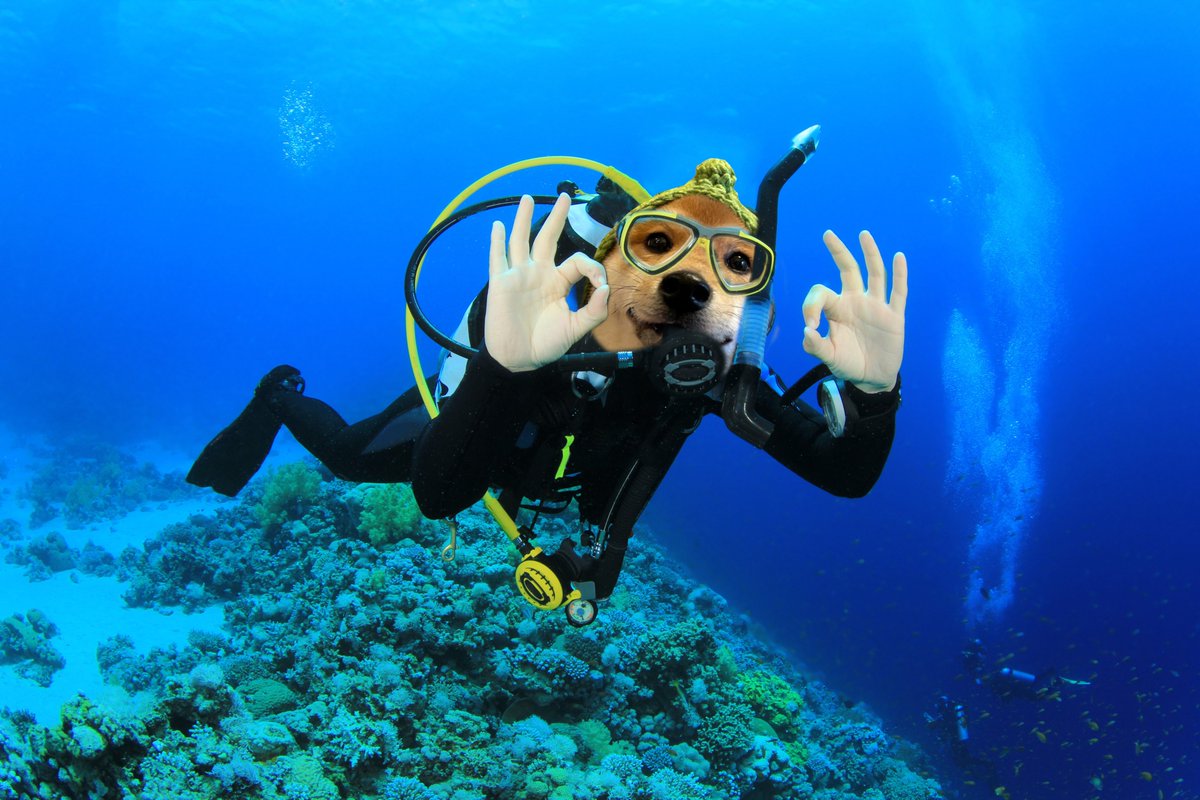CoyodyUgly's tweet photo. @WhaleEverything Scuba $LOU promised me there would be whales around here. Have you seen any? https://t.co/LjMKA8SSIO