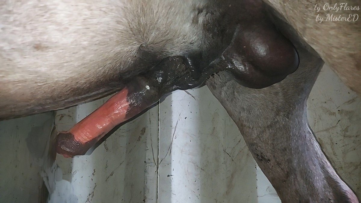 Harley Quinn (@harleyquinn0485) on Twitter photo 