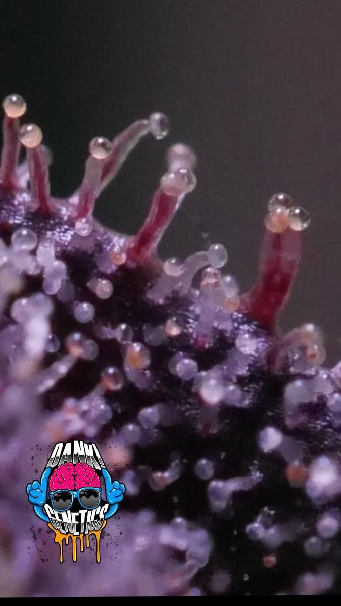 DankGenetics tweet media