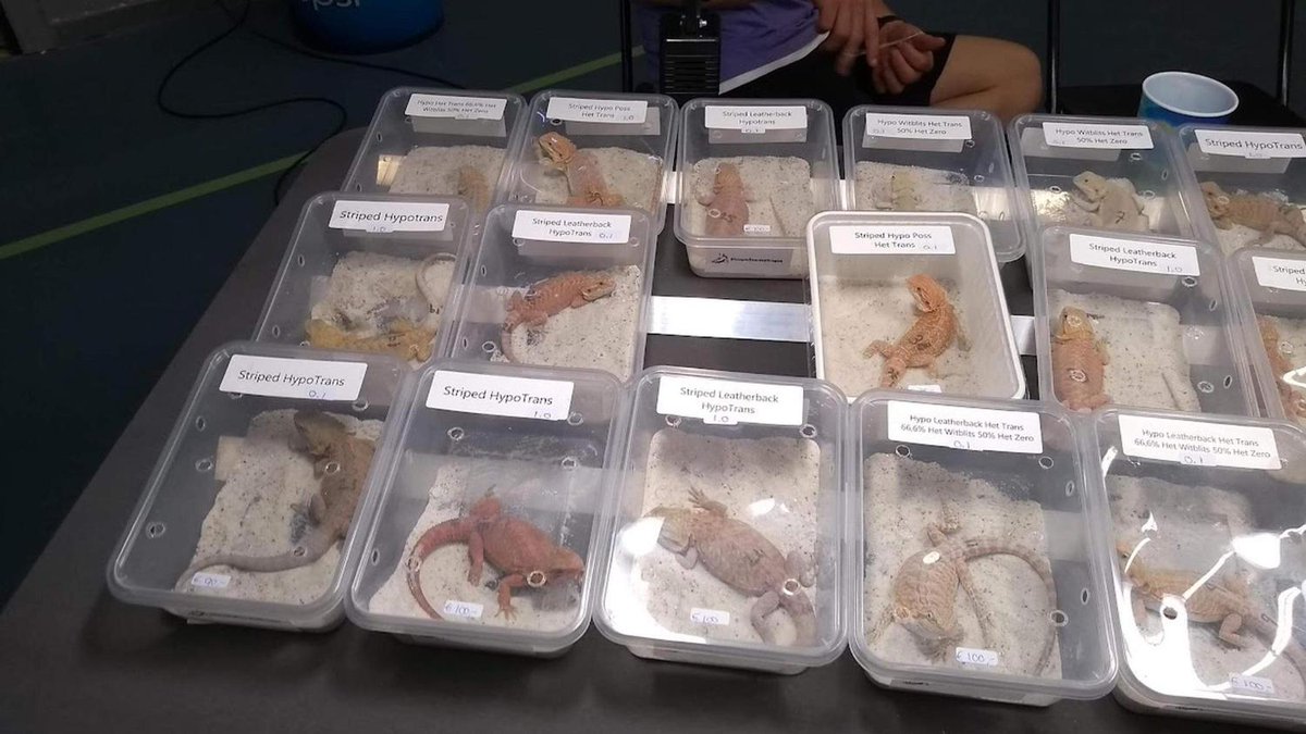 Actie tegen reptielenbeurs in Hilversum: ‘Dieren worden in bamibakjes verhandeld’ ⬇️ gooieneemlander.nl/regio/gooi-en-…