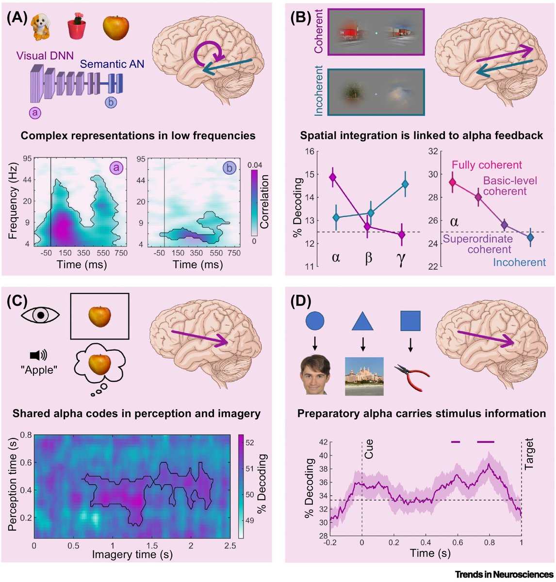 Kaiser Lab (@dkaiserlab) on Twitter photo Now out in <a href="/TrendsNeuro/">Trends in Neurosciences</a>: We discuss how the contents of visual perception, imagery, and prediction can be decoded from rhythmic brain activity and argue that such rhythmic representations offer new insights into neural information propagation. <a href="/RicoStecher/">Rico Stecher</a> sciencedirect.com/science/articl… Now out in <a href="/TrendsNeuro/">Trends in Neurosciences</a>: We discuss how the contents of visual perception, imagery, and prediction can be decoded from rhythmic brain activity and argue that such rhythmic representations offer new insights into neural information propagation. <a href="/RicoStecher/">Rico Stecher</a> sciencedirect.com/science/articl…