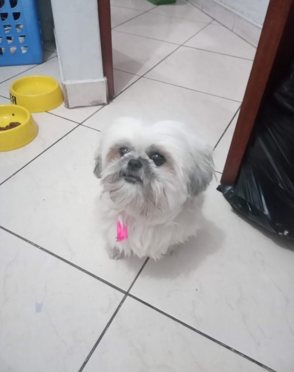 MilyFiore's tweet photo. Hicimos la denuncia en fiscalia pero lamentablemente no harán nada. Por eso exijo justicia para Lady. Ninguna mascotita merece morir de esa manera por la irresponsabilidad de otros. 
#LimaPerú https://t.co/RBA7Va46TB