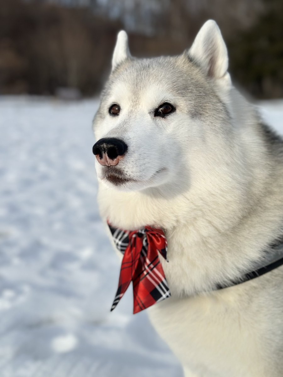Husky_one1's tweet photo. 散歩なう。
最高気温－３℃でも、嬉しそう https://t.co/W2GIBu5c8Z