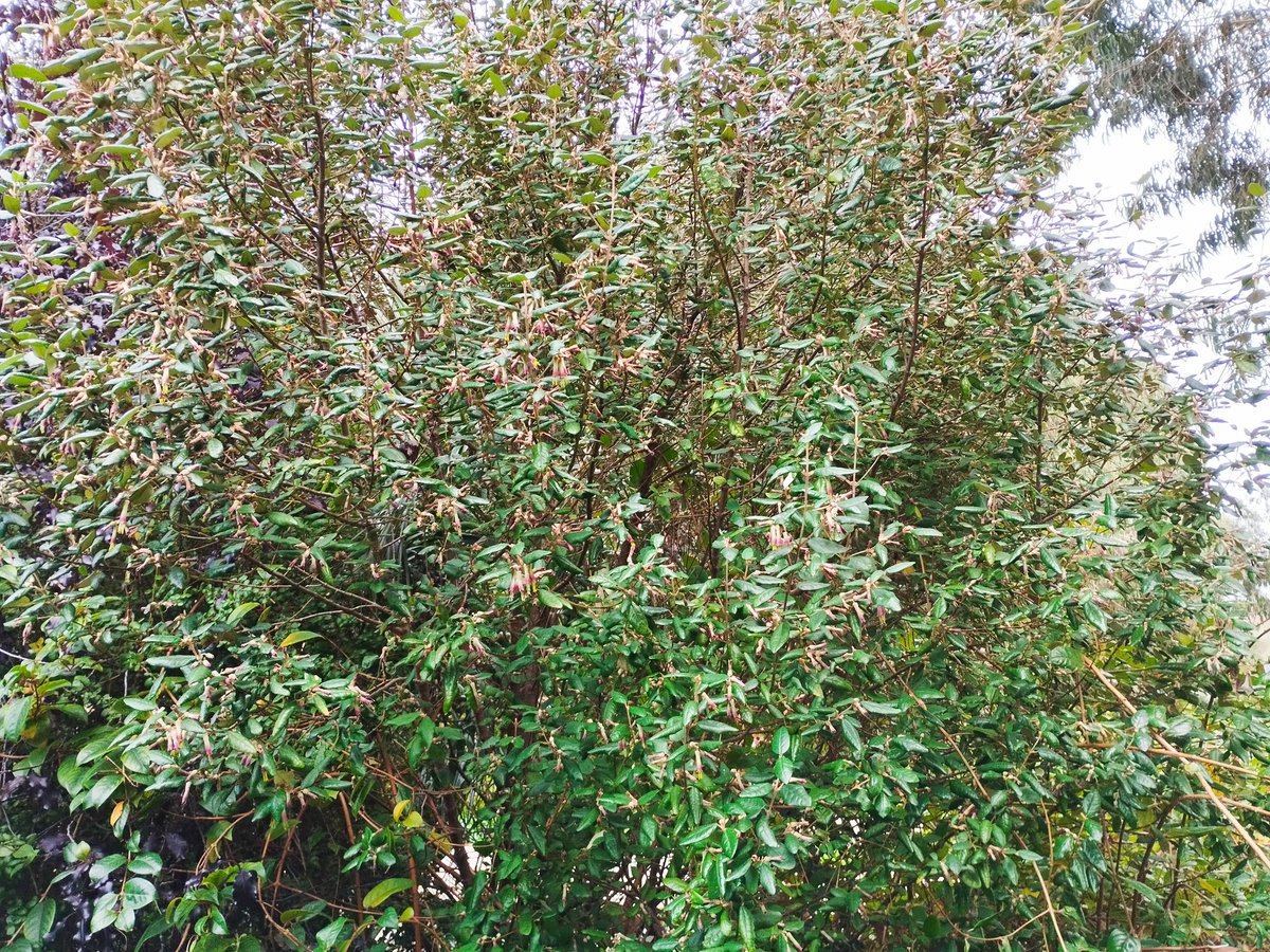 Mountain correa; Correa lawrenciana is a large shrub from SE Australia covered in narrow, pink flowers. This is next to the Jasmine Garden <a href="/Ventnor_Botanic/">Ventnor Botanic Garden</a> #IsleofWight