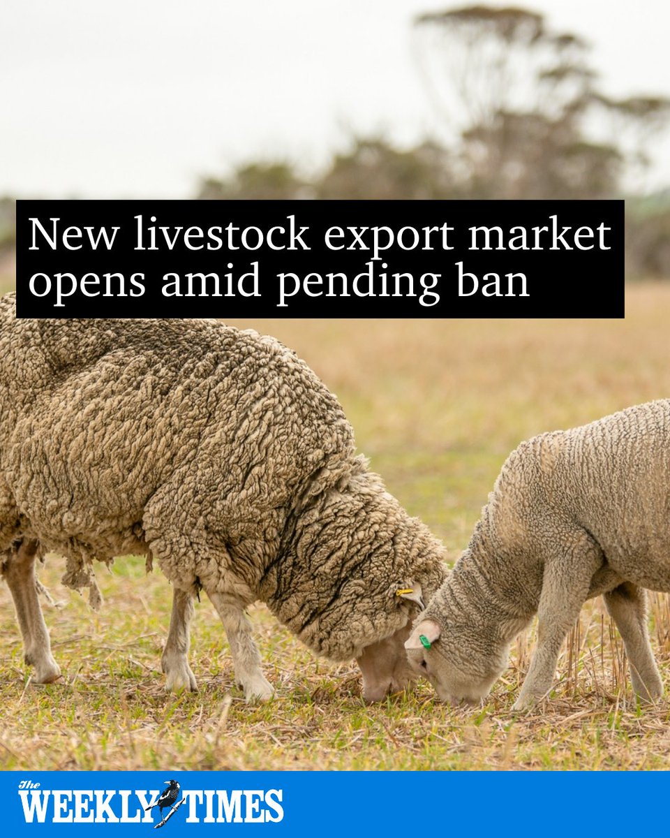 📍 A new overseas export market has opened for livestock producers, amid the pending live sheep export phase out by 2028. See the details: bit.ly/4aiUv8m