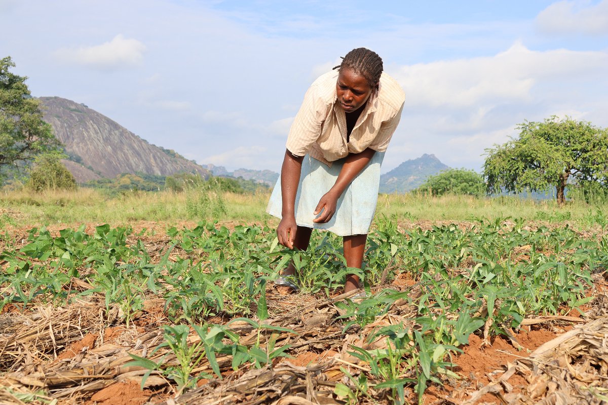 WFP_Zimbabwe's tweet photo. Once in your life, you may need a doctor, a lawyer, and a policeman, but every day, three times a day, you need a farmer.
Most smallholder farmers are hopeful about the current rains in most parts of #Zimbabwe. 

#ThankYouThursday. https://t.co/DbOfKt0CQt