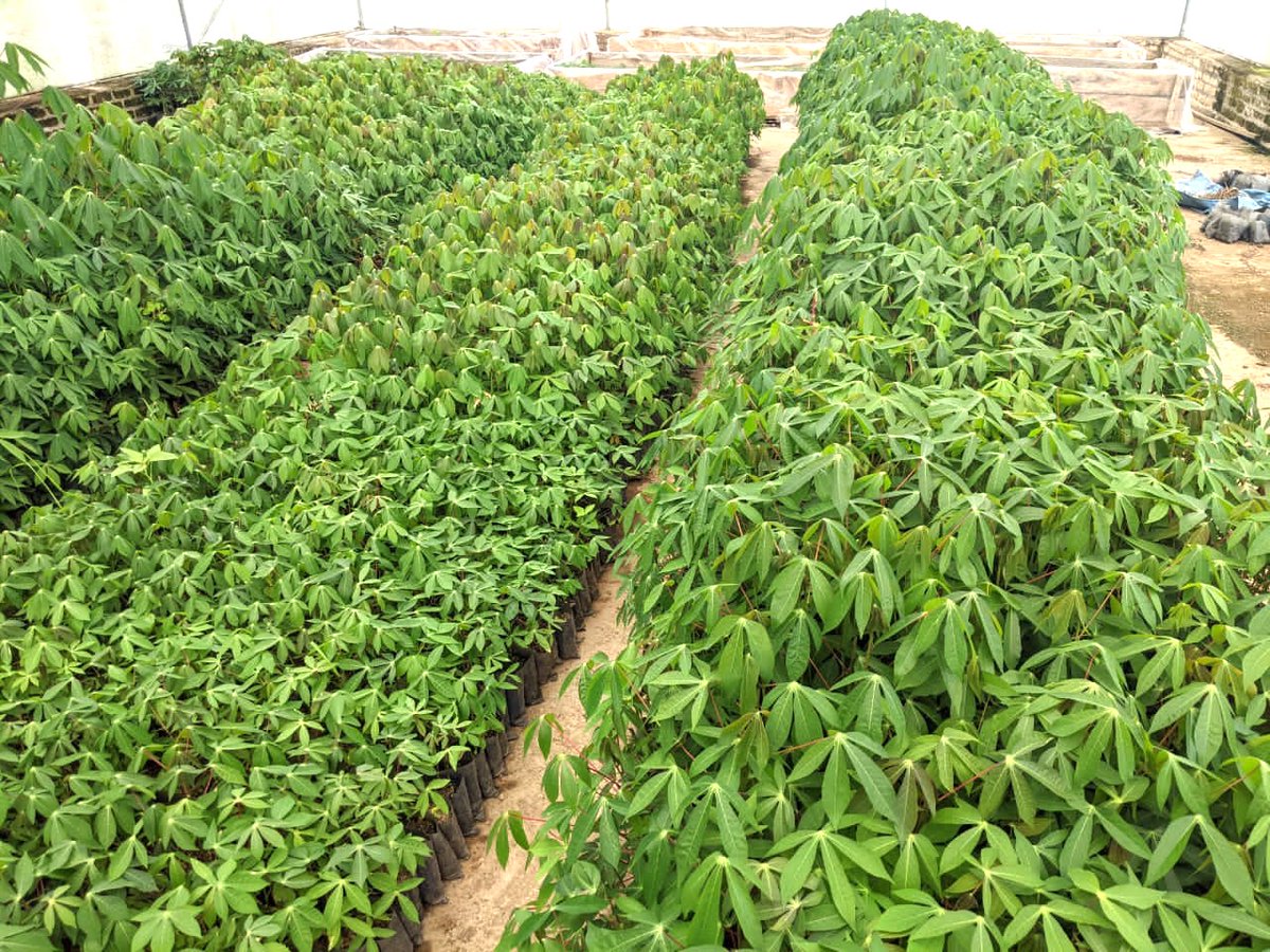 INGABOSYNDICAT1's tweet image. In an effort to address the shortage of #cassava seeds, the #Ingabo Farmers’ Syndicate is encouraging the use of high-quality seeds and promoting the adoption of a #spacing technique for planting.@worldfarmersorg,@EUinRW,@EAFFinfo,@IITA_CGIAR,@AgriterraRwanda,@pafo_africa,@IFAD