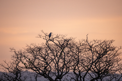 In the wake of this tragedy, his memory inspired the creation of PNUT, a memecoin that serves as a tribute to Peanut’s legacy and a symbol of resilience and community.