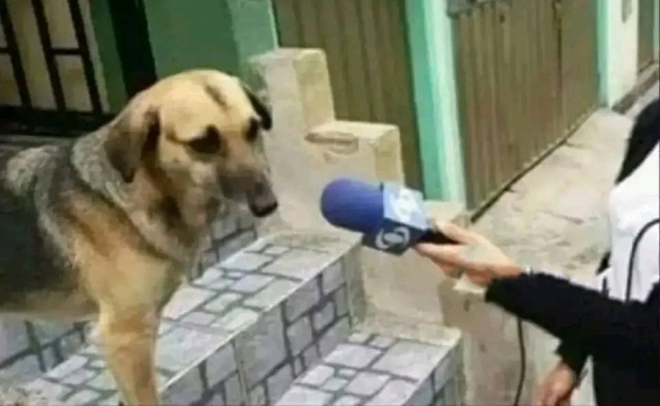khusto_ZW's tweet photo. Interviewer: What is the goal of chasing cyclists?

Dog: The goal is to push their limit and improve their speed. https://t.co/3yPJRlrDn2