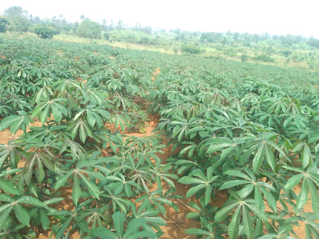 INGABOSYNDICAT1's tweet image. The Ingabo Farmers’ Syndicate is urging farmers to embrace this #spacing technique to maximize land efficiency and boost the production of #cassava cuttings, ultimately contributing to improved harvests and sustainable farming practices.@worldfarmersorg,@RwandaSouth,@Kamonyi.