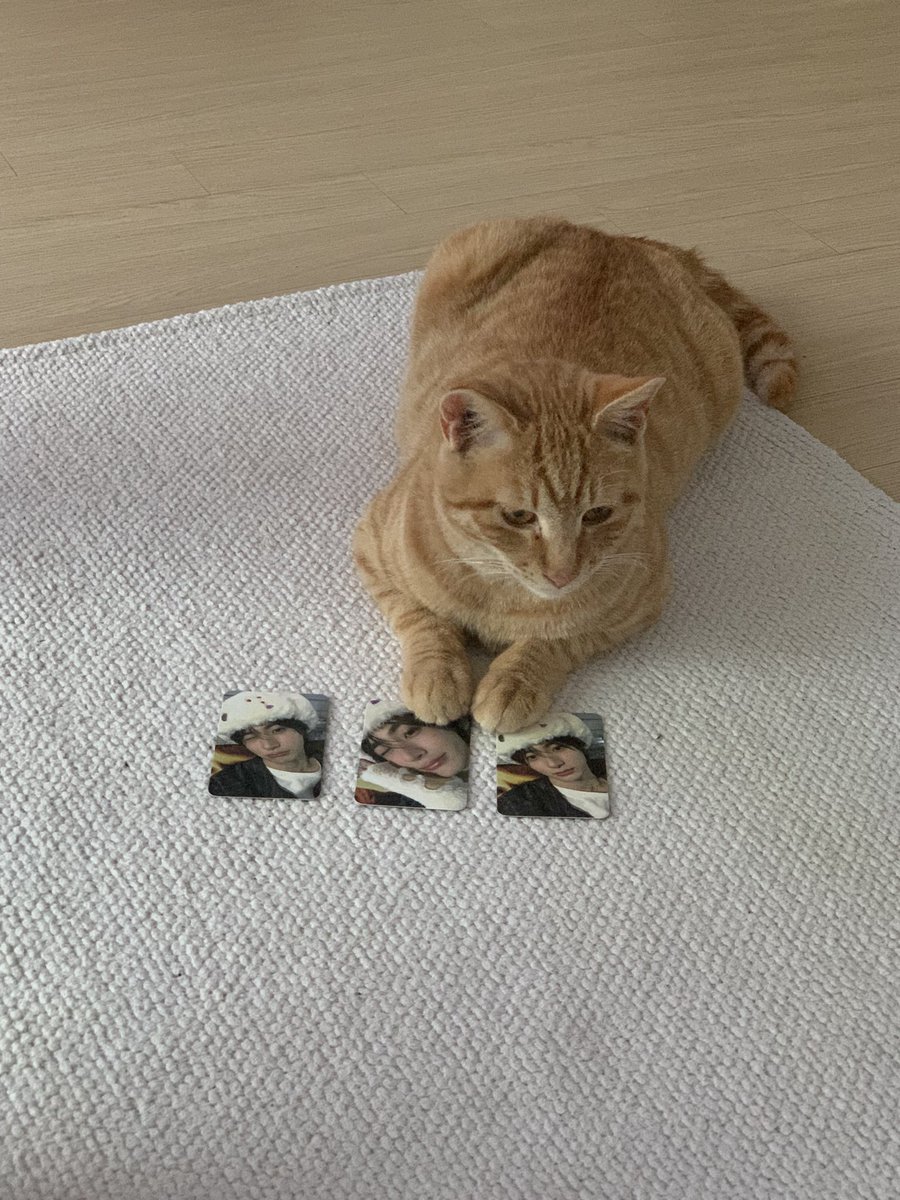 balgurae_'s tweet photo. 고먐미도 앤톤이가 좋대

#라이즈 #앤톤 #riize #anton #cat #고양이 https://t.co/oA6B50vqxY