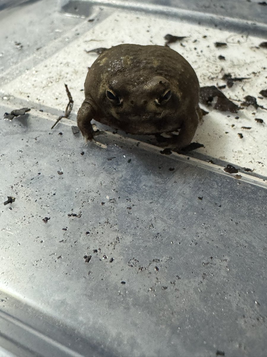 流石に1ヶ月姿見てなかったので心配になって生存確認
#アメフクラガエル
#カエル