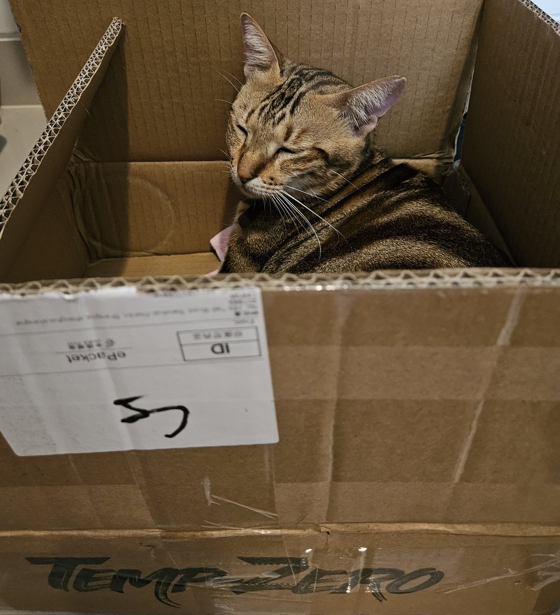 phicha__'s tweet photo. My temp zero cardboard box has been infiltrated by a snake!!
#TempZero #linglingkwong #หลิงหลิงคอง
It's a snake! Oops my bad, it's just my cat 😽 https://t.co/ytmsWnvs5K